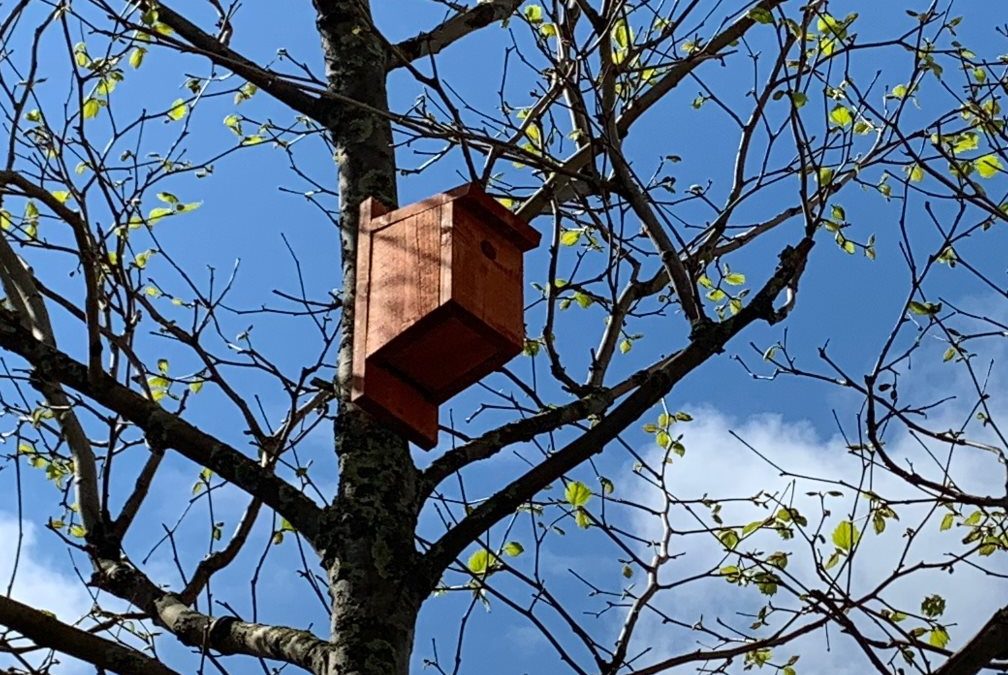 All-Ireland Pollinator Plan